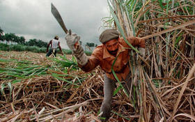 La zafra en Cuba