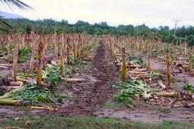 Las intensas lluvias han afectado los cultivos de plátano de la provincia de Granma