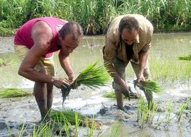 Cosecheros de arroz en Yara, Cuba