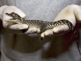 El biólogo Matt Evans, del Centro de Recuperación y Reptiles del Zoológico Nacional de la ciudad de Washington, muestra a uno de los dos cocodrilos cubanos que nacieron en ese lugar, el pasado 19 de julio. (AP)