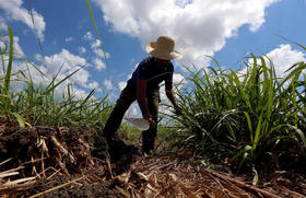 Un campesino trabaja en un cultivo de caña de azúcar en Madruga, Mayabeque (Cuba), en una fotografía de archivo