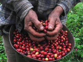 Cultivo de café en Cuba