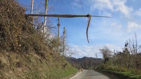 Palma está suspendida sobre el tendido eléctrico en el viaducto de La Farola, Cuba (foto: Elaine Díaz). Palma está suspendida sobre el tendido eléctrico en el viaducto de La Farola, Cuba (foto: Elaine Díaz)