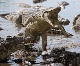 Cocodrilos en la Ciénaga de Zapata