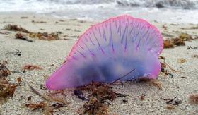 La carabela portuguesa (Physalia physalis), también conocida como fragata portuguesa, agua mala, botella azul o falsa medusa se puede encontrar en los mares cubanos. Su picadura es peligrosa y muy dolorosa