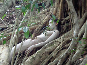 Performance de Ana Mendieta.