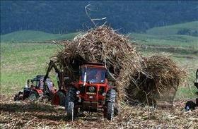 Cuba vivió este año una de las producciones azucareras más bajas de su historia, si no la peor