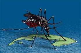 Aedes Aegypti