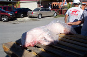 El puerco de la familia guerra saliendo del matadero