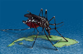 Aedes