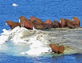 Deshielo en el Mar de Bering (Alaska, EEUU) por el incremento de las temperaturas