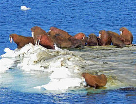 Deshielo en el Mar de Bering (Alaska, EEUU) por el incremento de las temperaturas. (AP) Deshielo en el Mar de Bering (Alaska, EEUU) por el incremento de las temperaturas
