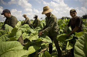 Campesinos en una vega de tabaco de Pinar del Río: sin sindicatos ni derecho a huelga. (AP)