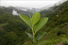 Una planta de hojas de coca en los yungas de La Paz, Bolivia