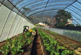Un hombre trabaja en un huerto urbano en La Habana. Los “organopónicos” constituyen una alternativa a la crónica insuficiencia de la producción rural que ha hecho que Cuba deba importar alimentos en grandes cantidades. (EFE) Un hombre trabaja en un huerto urbano en La Habana. Los “organopónicos” constituyen una alternativa a la crónica insuficiencia de la producción rural que ha hecho que Cuba deba importar alimentos en grandes cantidades