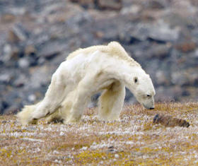 Oso polar famélico