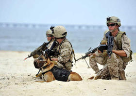 El uso de perros en la guerra y en operaciones especiales es fundamental para las fuerzas armadas