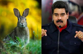Plan Conejo, la insólita propuesta de Nicolás Maduro