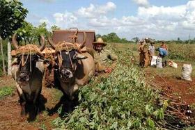 Campesinos cosechan yuca en Cuba