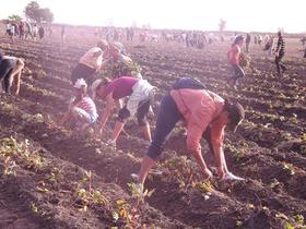 Jóvenes cubanos realizando trabajo voluntario agrícola en Cuba