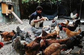 Un cubano labora en un gallinero particular en La Habana.